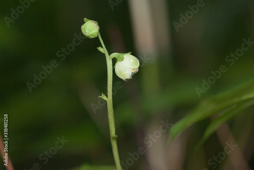 森の隅にひっそり咲くイチヤクソウの仲間