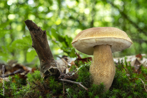 Edible mushroom Boletus reticulatus