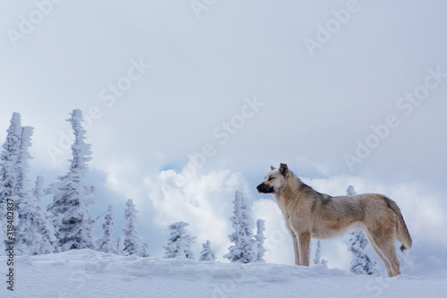 Lonely small grey dog in snowy forest