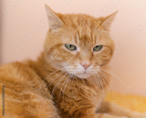 Wallpaper Mural Sleepy red cat. Selective focus on eyes. Torontodigital.ca