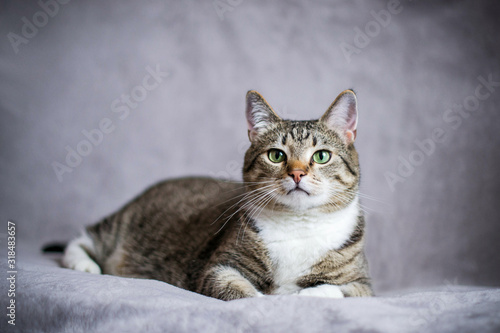 Striped smooth-haired European domestic cat. The cat lies and looks straight into the frame. Pet on a gray background.