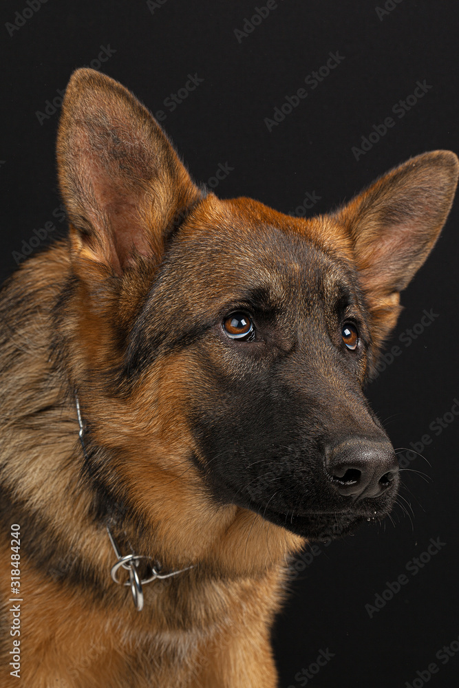 German shepherd dog portrait on black background German shepherd dog portrait on black background