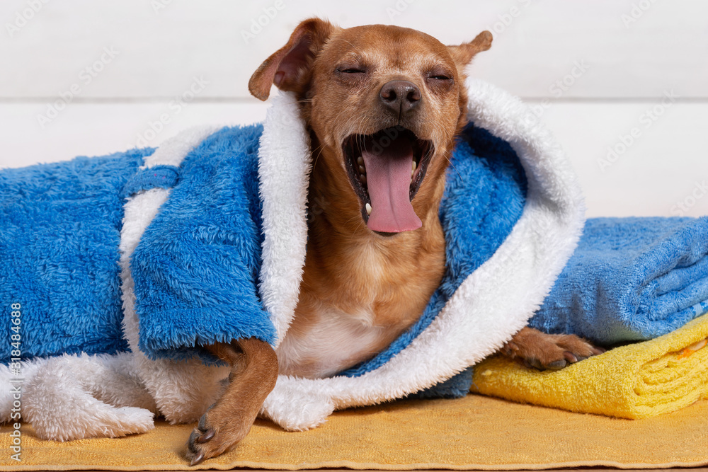 brown dog in a blue terry bathrobe, lies on a towel and yawns, closing his eyes, concept of spa procedures and relaxation