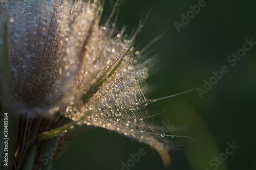 Tragopogon pseudomajor (козлобородник). Big dandelion © Neveditsyna Elena