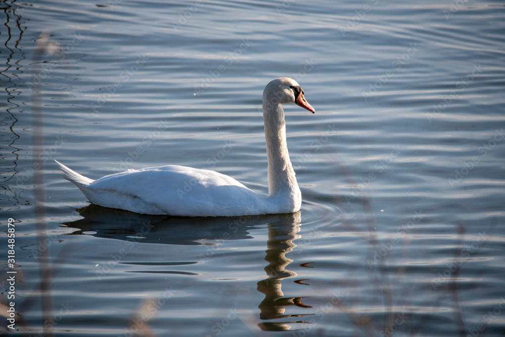 Fototapeta premium Swan