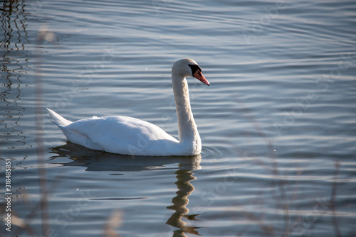 Swan