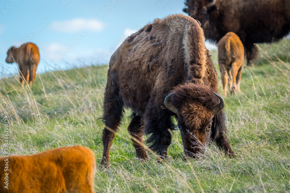 Fototapeta premium American Bison and its calf in the field of Custer State Park, South Dakota