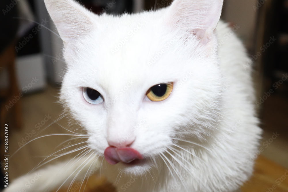 A white cat with different eyes licks itself after bathing. Close up.