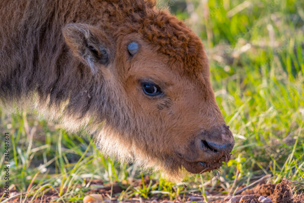 Fototapeta premium Red Dogs in the field of Custer State Park, South Dakota