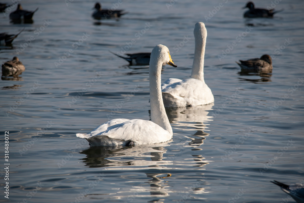 Fototapeta premium Swan bird