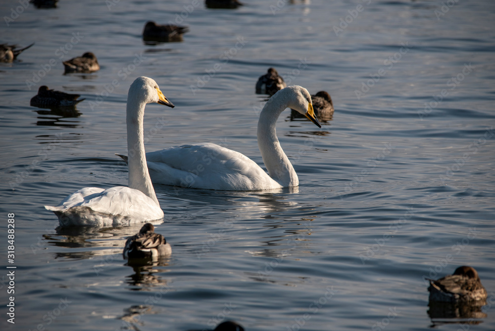 Fototapeta premium Swan bird