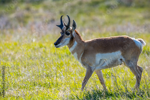 Pronghorn in the field of Custer State Park  South Dakota