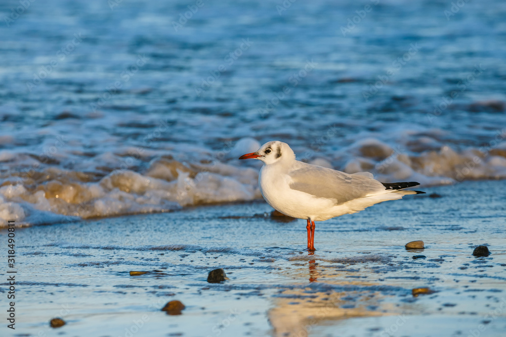 Fototapeta premium seagull standing on the sea shore during sunset