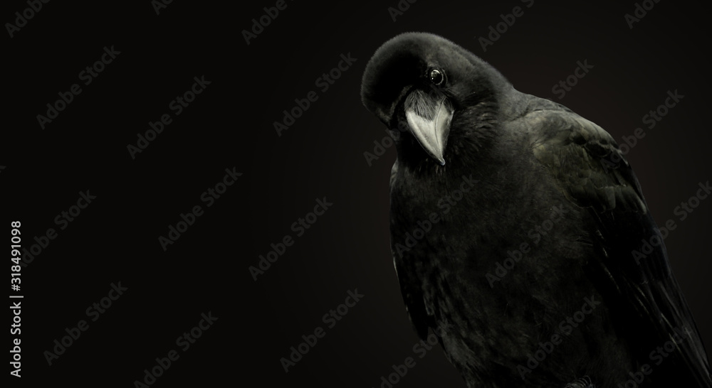 Portrait of a raven on a black background. - obrazy, fototapety, plakaty 