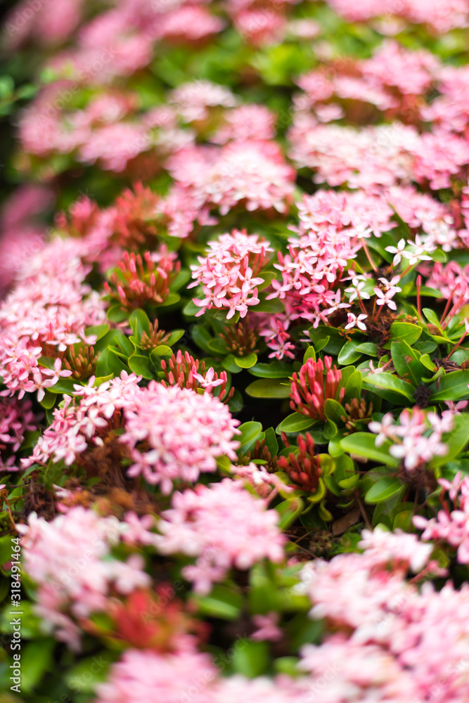Pink spike flowers Pink spike flowers