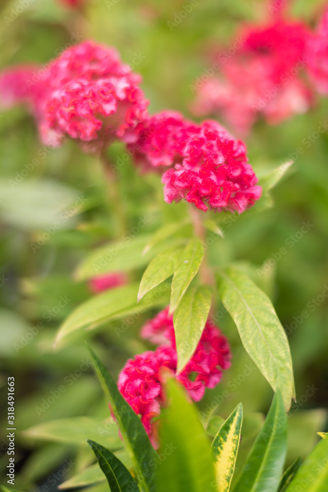 Red Flowers in the garden