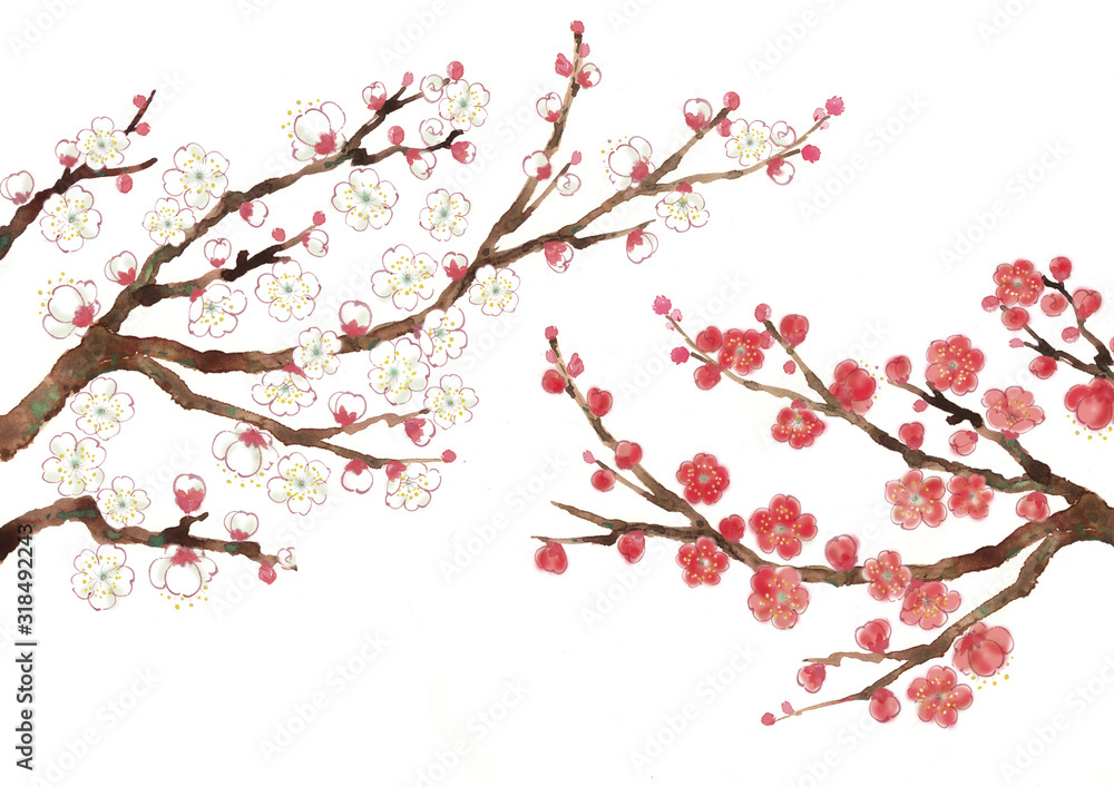 Fototapeta premium 梅の木_03