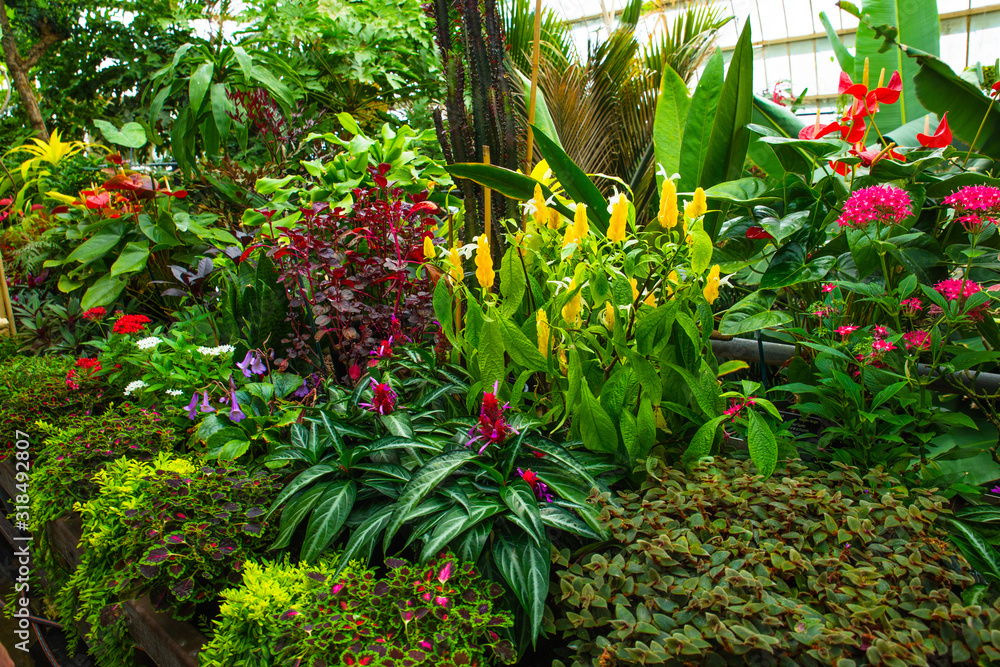 plants in greenhouse plants in greenhouse