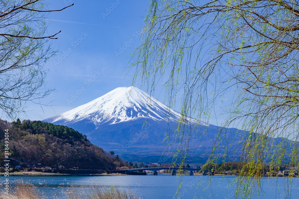 富士山と新緑の柳の木、山梨県富士河口湖町河口湖にて