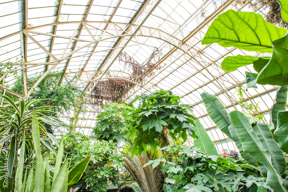 Exotic Nature Background, Natural Background, Botanic Gardens, Fresh Green Plants, Tropical Plant Foliage Exotic Nature Background, Natural Background, Botanic Gardens, Fresh Green Plants, Tropical Plant Foliage