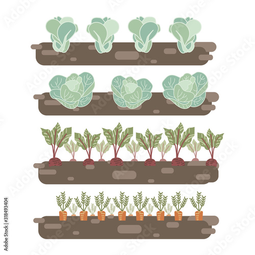 vegetables in the garden: carrot, beet, cabbage, lettuce. set