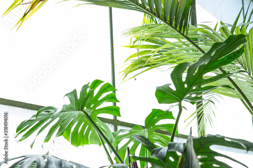 Green tropical leaves  ornamental plants backdrop background  exotic palm plant foliage