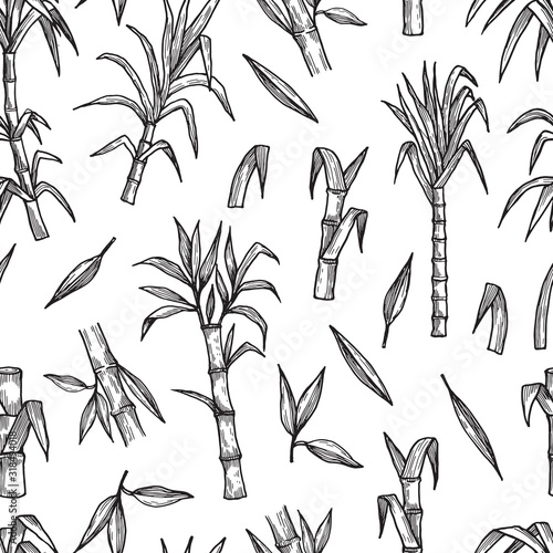 Sugar plant seamless pattern. Hand drawn sugarcane vector background. Agriculture production sketch texture. Illustration sugar nature cane, botanic tropic sugarcane