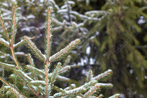 Snow covered pine trees close-up in the winter forest