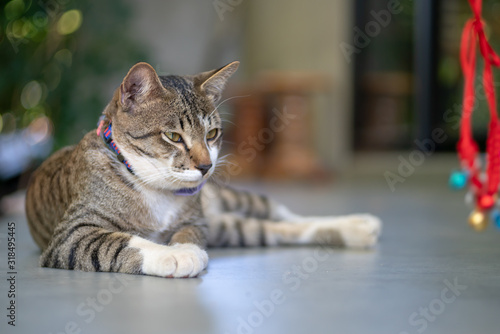 Portrait of striped cat at balcony, close up Thai cat  © Patara