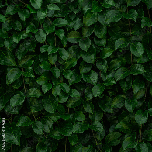 Backdrop of green leaves natural wall. © ParinPIX