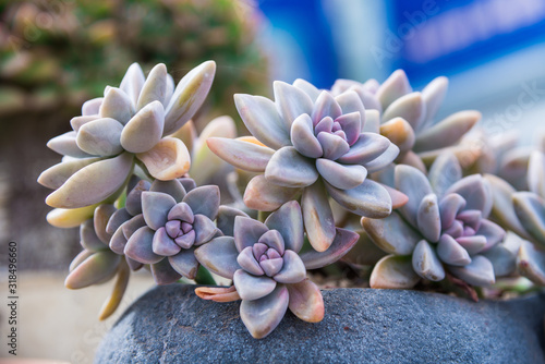 Lovely succulent plants