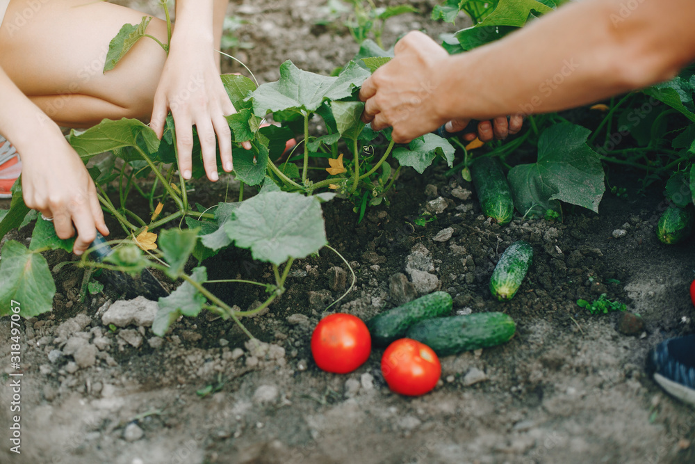 Fototapeta premium Woman works in a garden. Lady with a tomato and cucumbers
