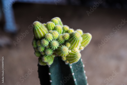 Lovely succulent plants