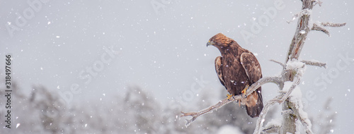 Golden eagle sitting on a tree branch in snowfall on a cold winter day. Sized to fit for cover image on popular social media site