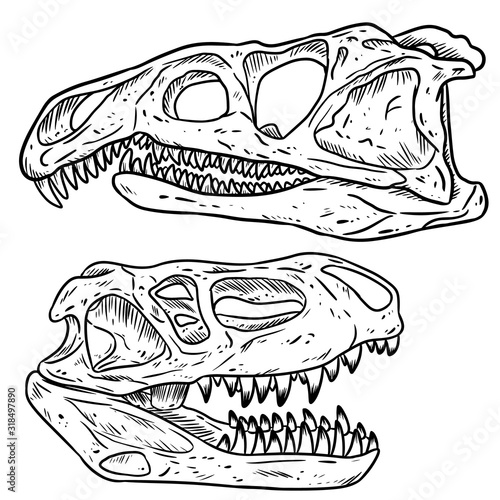 Carnivore dinosars skulls line hand drawn sketch image set. Archosaurus rossicus and Prestosuchus chiniquensi carnivorous dinosaur fossils illustration drawing