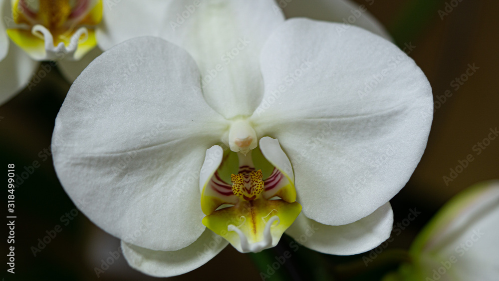 White orchid macro photo. Close up White orchid macro photo. Close up
