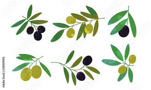 Olive Tree Branches with Green and Black Olives Collection, Healthy Organic Product Vector Illustration