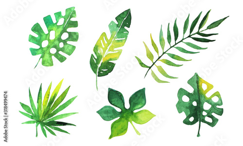 Palm Leaves Collection, Beautiful Tropical Exotic Green Plants Watercolor Hand Drawn Vector Illustration © topvectors