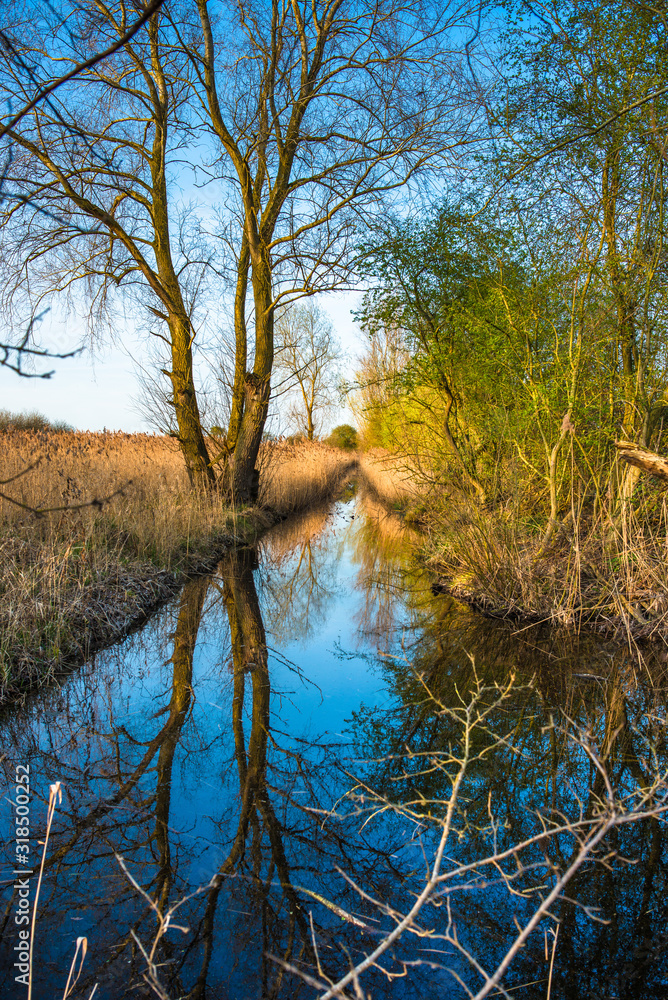 Obraz premium Reed beds reflected in waterway in warm evening light on Wicken Fen