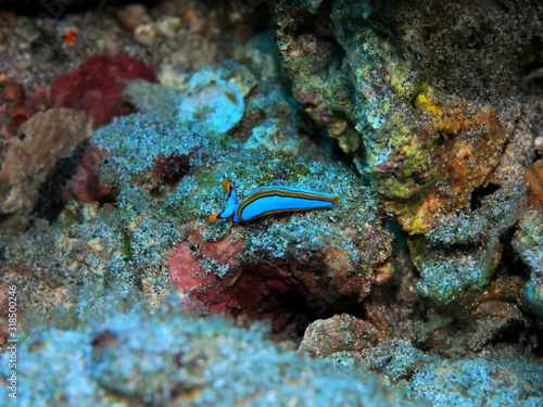 The amazing and mysterious underwater world of Indonesia  North Sulawesi  Manado  sea slug