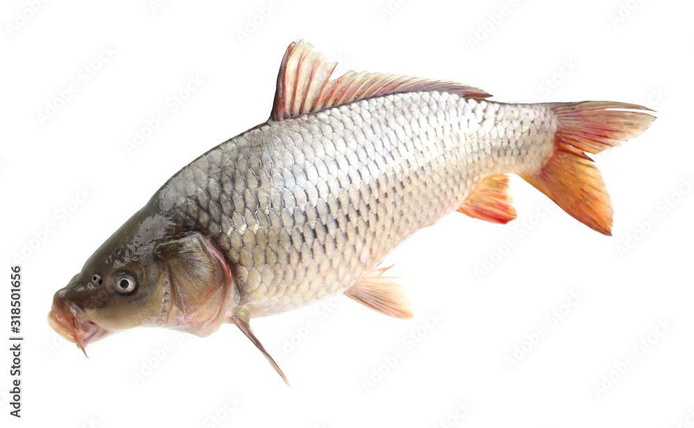 Carp fish on a white background Carp fish on a white background