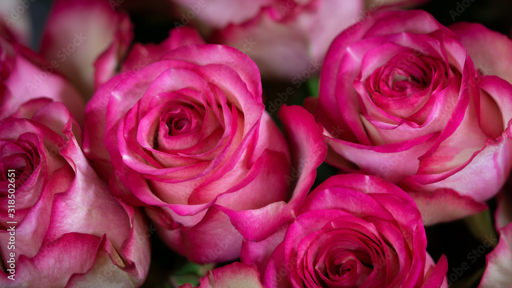 bouquet of rose closeup, macro. 