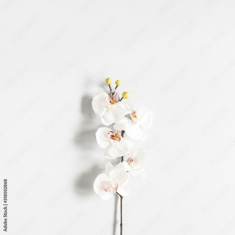 Flowers composition. Orchid flower on pastel gray background. Flat lay, top view Flowers composition. Orchid flower on pastel gray background. Flat lay, top view