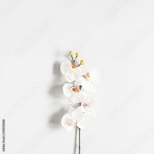 Flowers composition. Orchid flower on pastel gray background. Flat lay  top view