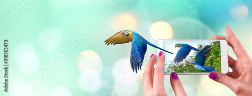 Leinwand Poster Female hand holding a smartphone with macaw parrot flying coming out from the sc