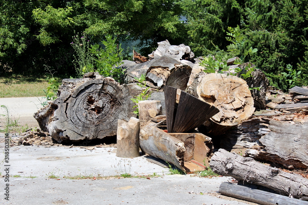 Fototapeta premium Pile of dried large old wooden logs with cracked bark left in paved backyard of abandoned industrial complex surrounded with freshly cut grass and dense trees