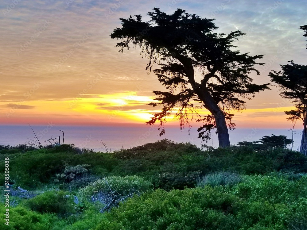 Obraz premium Lone Tree