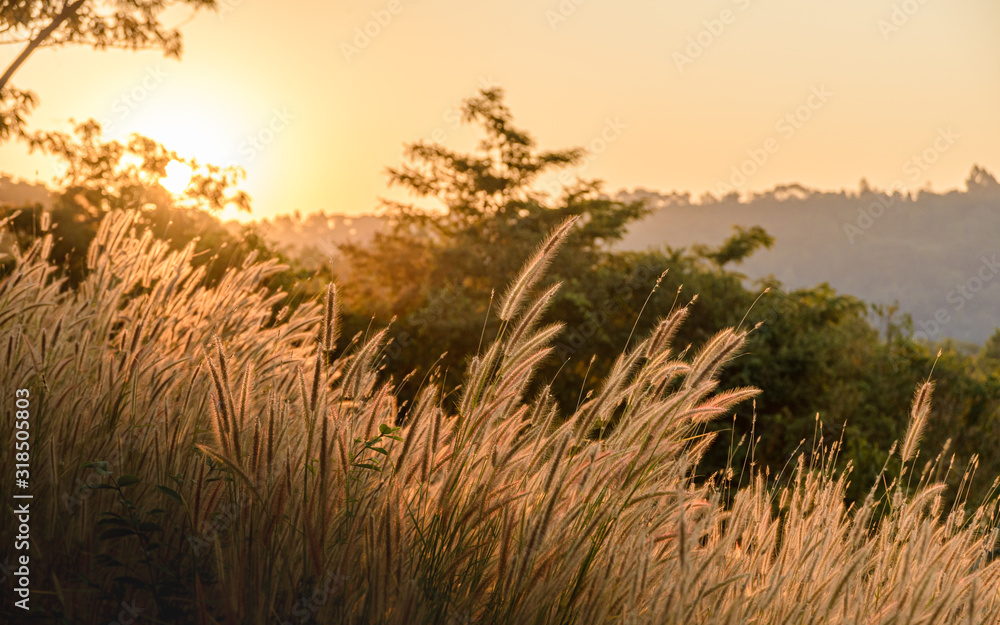 grass flower or pennisetum with sunset on background. Outdoor in the natural concept grass flower or pennisetum with sunset on background. Outdoor in the natural concept