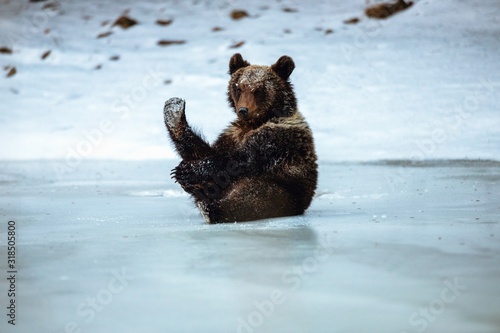 Adorable Brown bear cub pla...