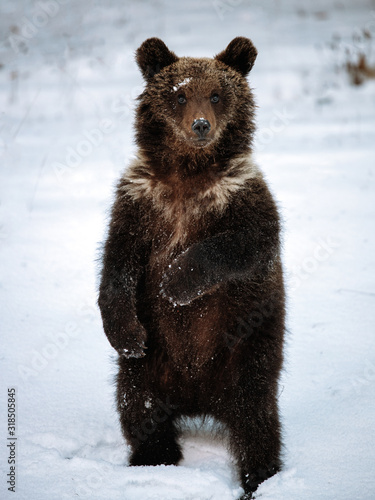 Portrait of a wild brown be...